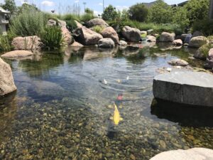 glacail-boulders-in-pond-4